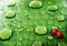 nature water drops ladybirds 1920x1200 wallpaper Art HD Wallpaper